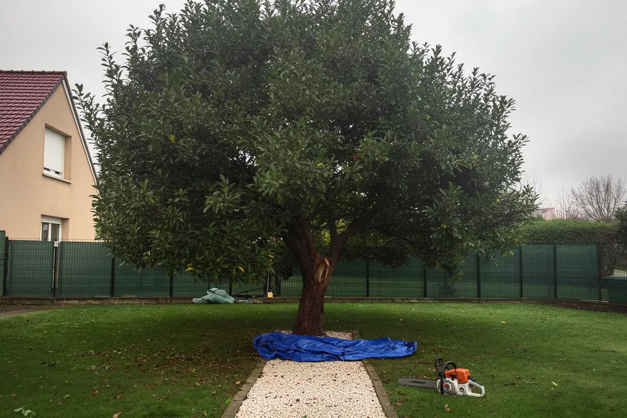 Feuillu sécurisé après élagage à Coulogne
