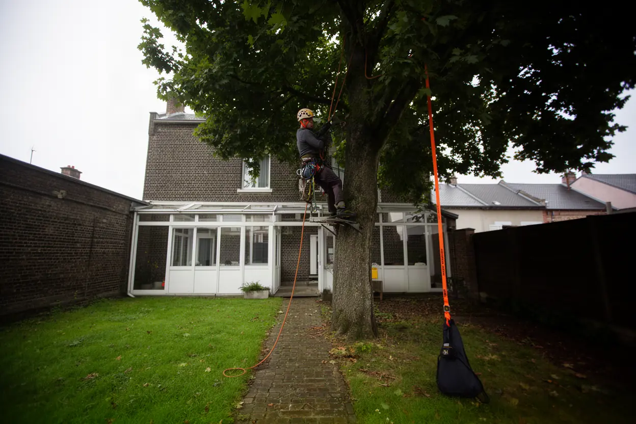 Élagueur grimpeur sécurisé dans un grand arbre à Guînes