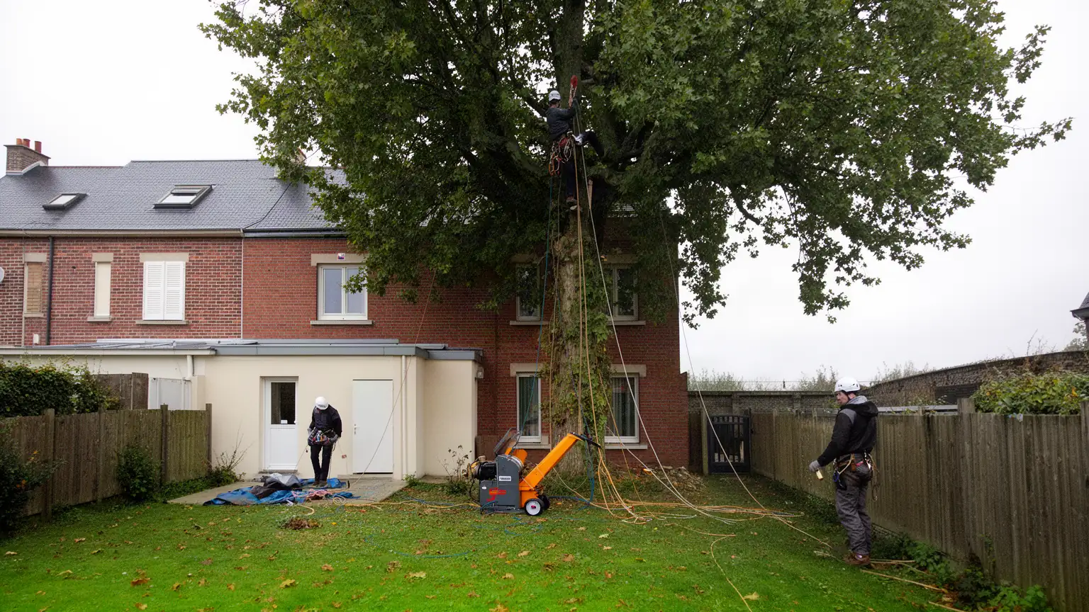 Élagage et abattage d'arbres à Calais par un arboriste grimpeur